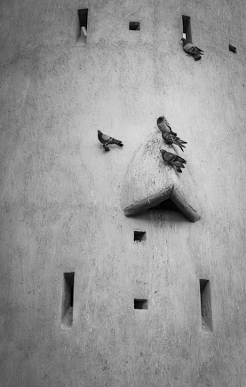 Pigeons on Concrete Wall