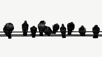 Pigeons on wire collage element, | Free PSD - rawpixel