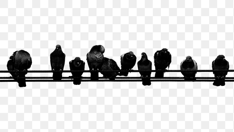 Pigeons on wire png sticker, | Free PNG - rawpixel