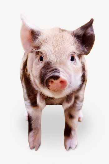 Piglet isolated on white, real | Free PSD - rawpixel