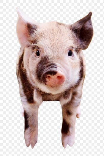 Piglet png clipart, farm animal, | Free PNG - rawpixel