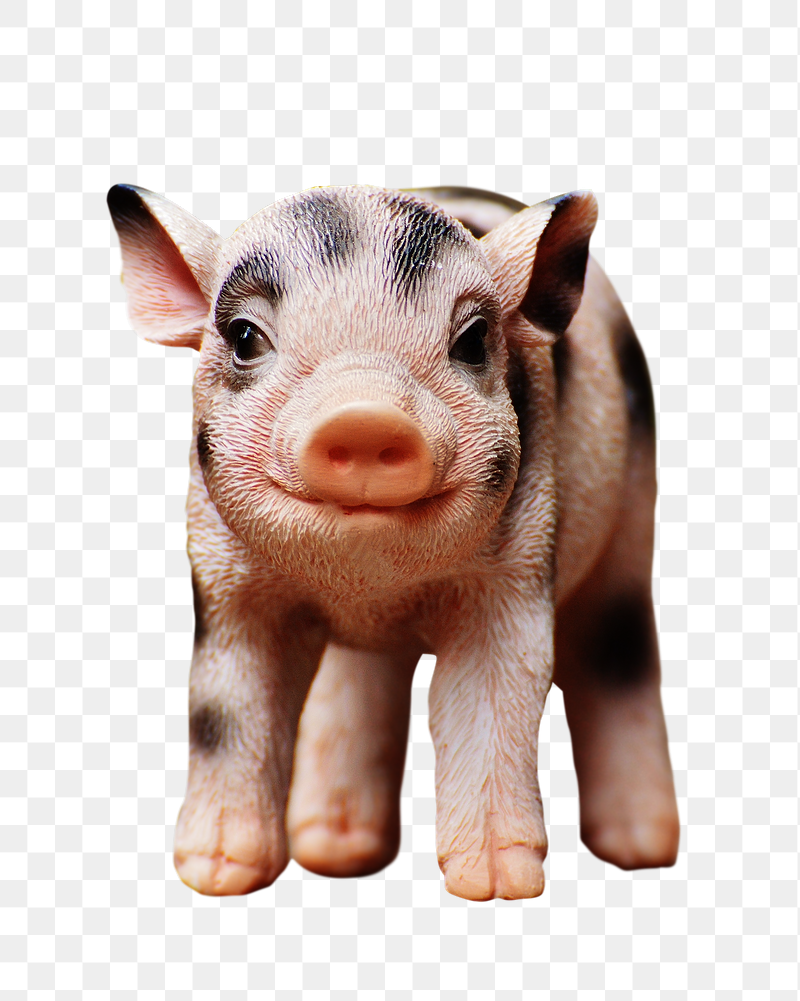 Piglet png farm animal sticker, | Free PNG - rawpixel