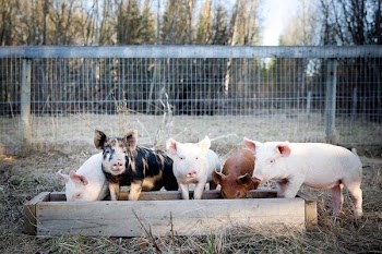 Piglets Feeding From Trough
