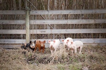 Piglets In Hay Filled Pen