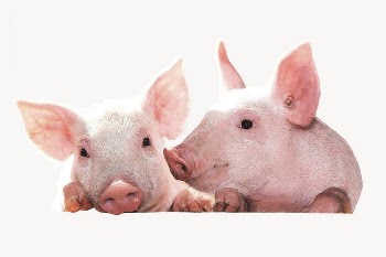 Pigs, farm animal isolated image | Free Photo - rawpixel