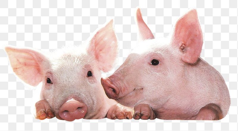 Pigs png sticker, farm animal | Free PNG - rawpixel