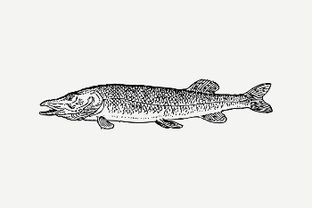 Pike fish collage element, black | Free PSD Illustration - rawpixel