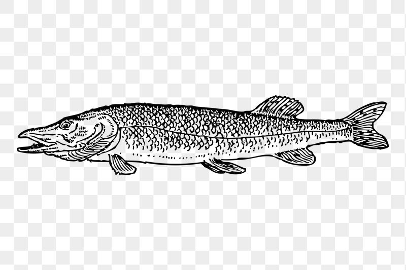 Pike fish png sticker illustration, | Free PNG - rawpixel
