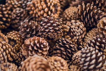 Pile of Acorns