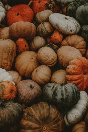 pile of assorted pumpkins