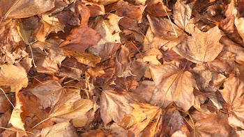 Pile of Brown Dried Leaves