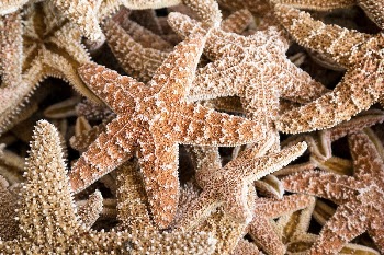 Pile of starfishes close up. | Free Photo - rawpixel