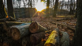 Pile of Tree Trunks on Top of Dried Leaves