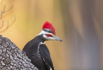Pileated woodpecker. Free public domain | Free Photo - rawpixel