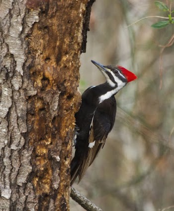 Pileated woodpecker. Free public domain | Free Photo - rawpixel