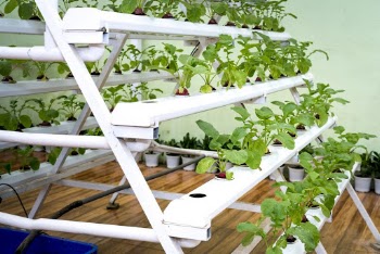 Piled Green Plant on Rack