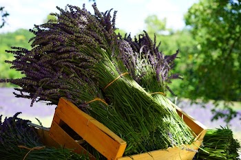 Piles of Lavander Flowers in Wooden Crate