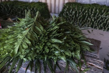 Piles of Xate leaves. Free | Free Photo - rawpixel