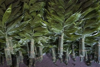 Piles of Xate leaves. Free | Free Photo - rawpixel