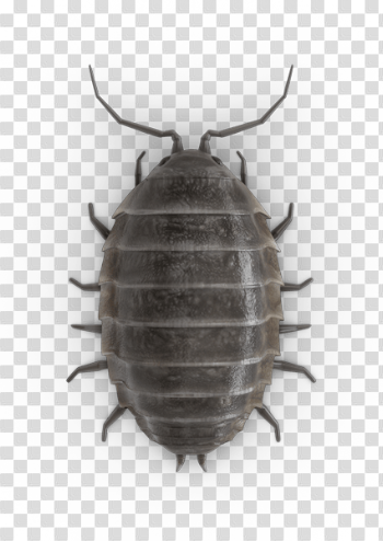 Pill Bugs PNG Photo