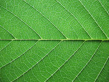 Pin by Bliss on blogging in 2019 | Plant texture, Leaf background ...