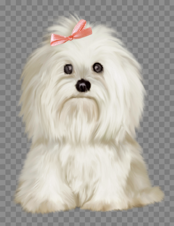 Pin by pngsector on Golden Retriever png images | Maltese dogs ...