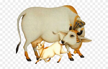 Pin Cow And Calf Clipart - Indian Cow &amp; Calf