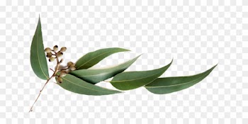 Pin Eucalyptus Leaves Clip Art - Scentsy Just Breathe Description