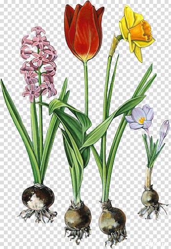Pin Flower Spring , Pin transparent background PNG clipart