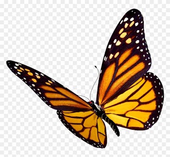 Pin Flying Butterfly Clipart - Monarch Butterfly Drawing