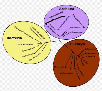 Pin It On Pinterest - Phylogenetic Tree Of Life