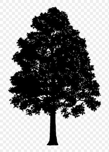 Pin Oak png tree sticker | Free PNG - rawpixel