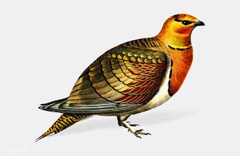 Pin-tailed sandgrouse (Ganga cata) illustrate.. | Free stock vector - 467862
