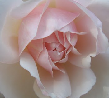 pinched rose.jpg