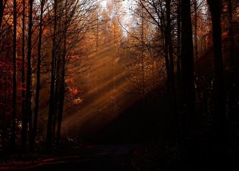 pine and bare trees lighted by sunlight
