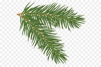 Pine Branch Clip art - Pine Branch PNG Clip-Art Image 
