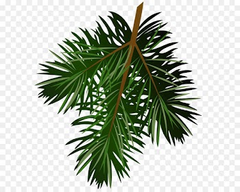 Pine Branch Clip art - Transparent Pine Branch PNG Picture 