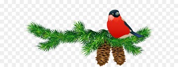 Pine Branch Clip art - Transparent Pine Branch with Cones and Bird 