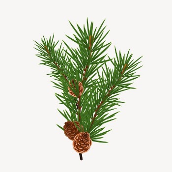 Pine branch collage element, botanical | Free PSD - rawpixel