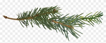 Pine Branch Tree Clip Art - Pine Branch Tree Clip Art