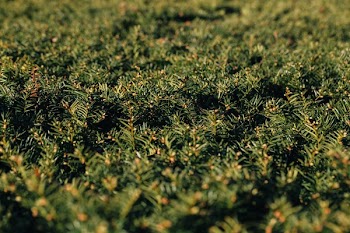 Pine Bush Green