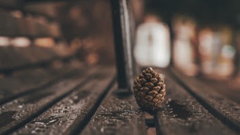 Pine Cone 