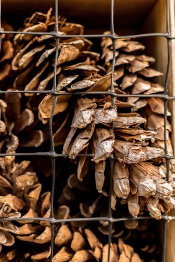 Pine Cone