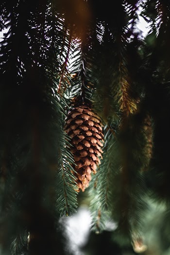 pine cone