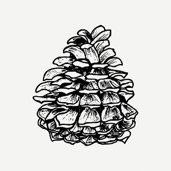 Pine cone collage element, Christmas | Free PSD Illustration - rawpixel