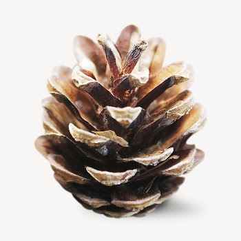 Pine cone collage element psd | Free PSD - rawpixel