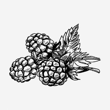 Pine cone drawing, vintage botanical | Free Photo - rawpixel