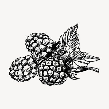 Pine cone drawing, vintage botanical | Free Vector - rawpixel
