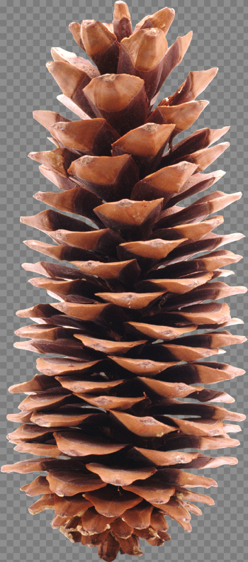Pine Cone Free PNG Image