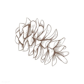 Pine cone illustration on white background | Free stock vector - 251328